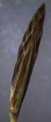Carex colensoi