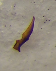 Emblethis ciliatus