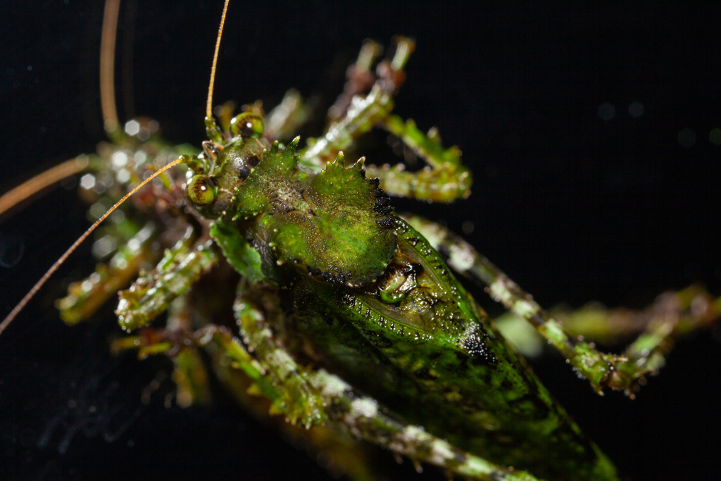 Trachyzulpha siamica