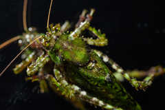 Trachyzulpha siamica