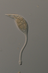 Lacrymaria olor