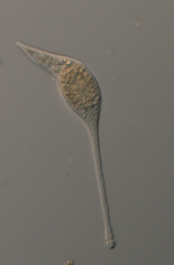 Lacrymaria olor