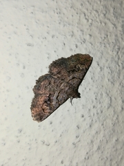 Toxonprucha repentis