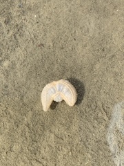 Pentamera pulcherrima