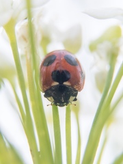 Coccinella septempunctata