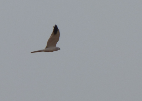 Pallid Harrier