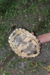 Cuora amboinensis kamaroma