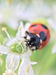 Coccinella septempunctata