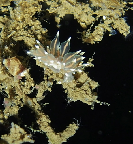 Amphorina farrani