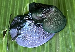 Cyrtonota