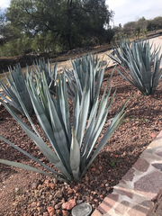 Agave tequilana