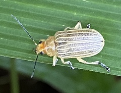 Metaxyonycha granulata