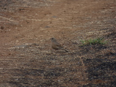 Emberiza buchanani