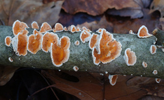 Steccherinum bourdotii