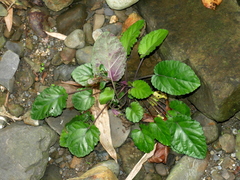 Salvia chinensis