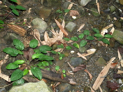 Jacy Chen, CC BY, iNaturalist via GBIF Salvia chinensis, photograph Jacy Chen, CC BY, iNaturalist via GBIF