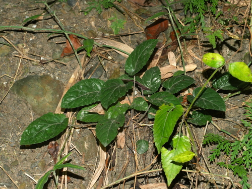 Salvia chinensis, photograph 2