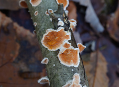 Steccherinum bourdotii