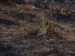 Emberiza buchanani