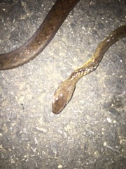 Dendrophidion percarinatum