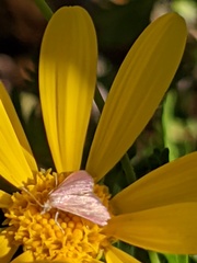 Pyrausta inornatalis