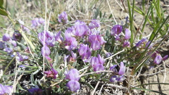 Astragalus spatulatus