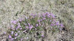 Astragalus spatulatus
