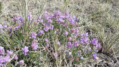 Astragalus spatulatus