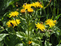 Crepis pyrenaica