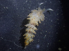 Apata pricei