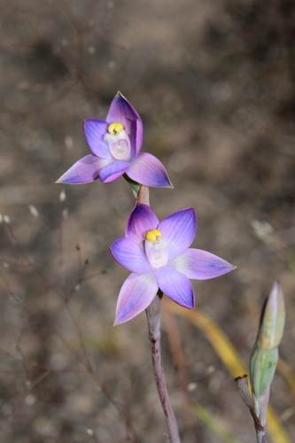 Thelymitra peniculata Jeanes