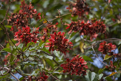 Heteropterys brachiata