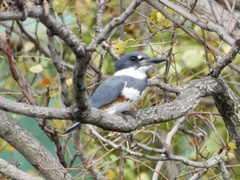 Megaceryle alcyon