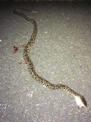 Dendrophidion percarinatum