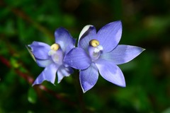 Thelymitra arenaria