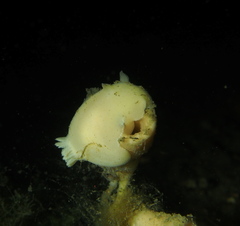 Jorunna tomentosa