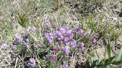 Astragalus spatulatus