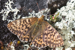 Boloria polaris
