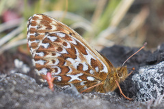 Boloria polaris