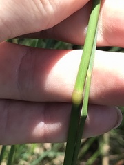 Amphibromus nervosus