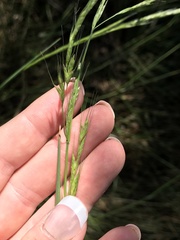 Amphibromus nervosus