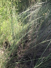 Amphibromus nervosus