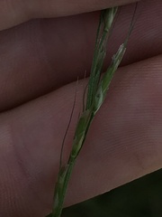 Amphibromus nervosus