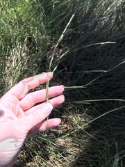 Amphibromus nervosus