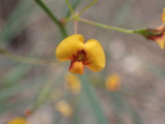 Daviesia wyattiana