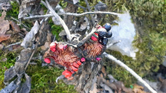 Paeonia mascula