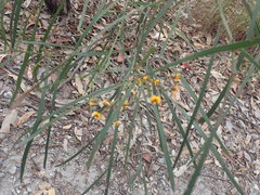 Daviesia wyattiana