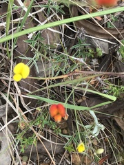 Aspalathus juniperina