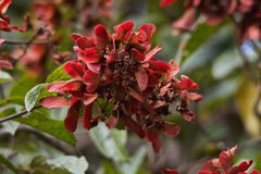 Heteropterys brachiata