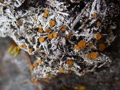 Brigantiaea fuscolutea